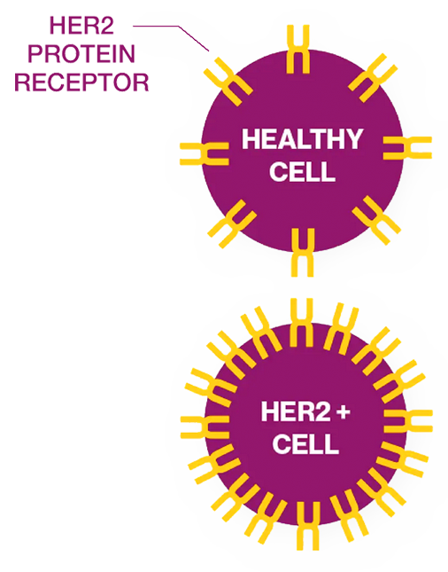 HER2 protein receptor diagram